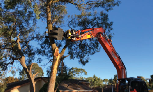 Tree Removal Projects